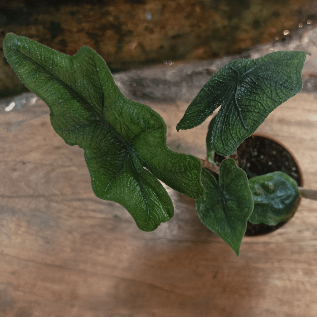 Alocasia &