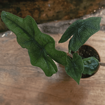 Alocasia &