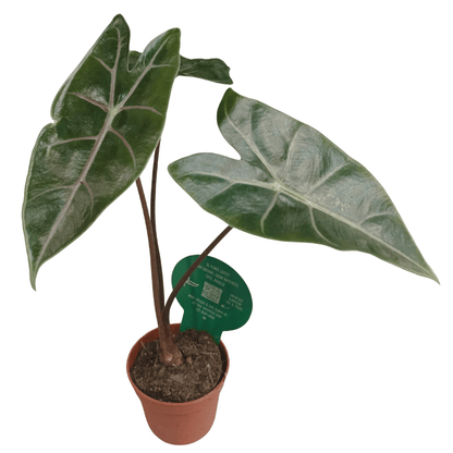 Alocasia Longiloba &