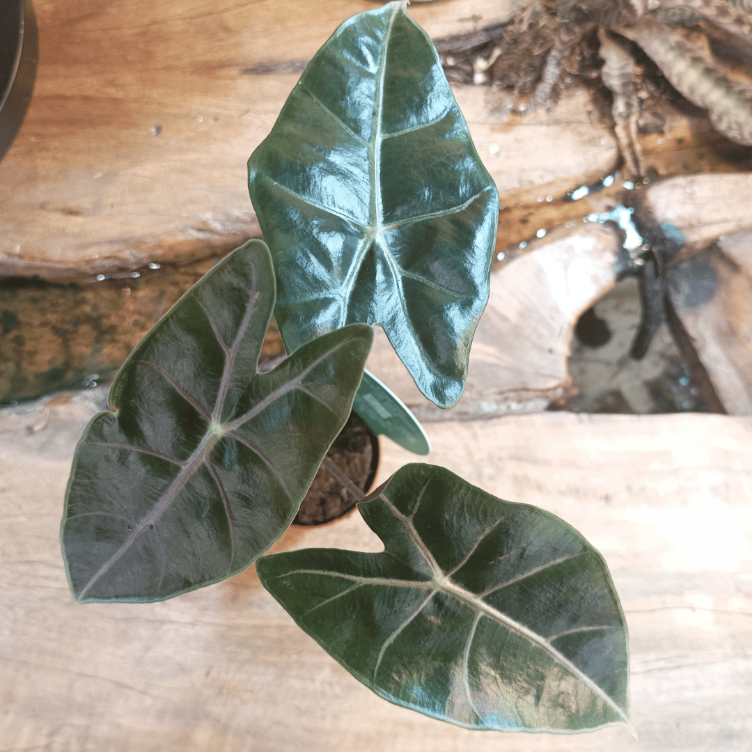 Alocasia Longiloba &