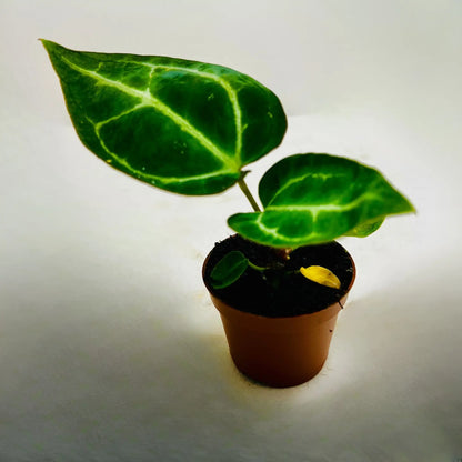 Anthurium Crystallinum Rare Exotic Indoor Plant