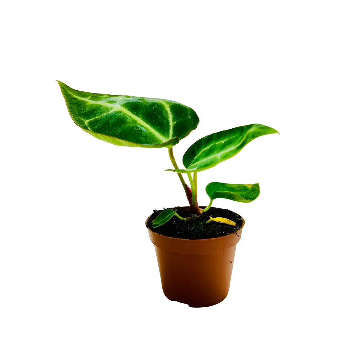 Anthurium Crystallinum Rare Exotic Indoor Plant