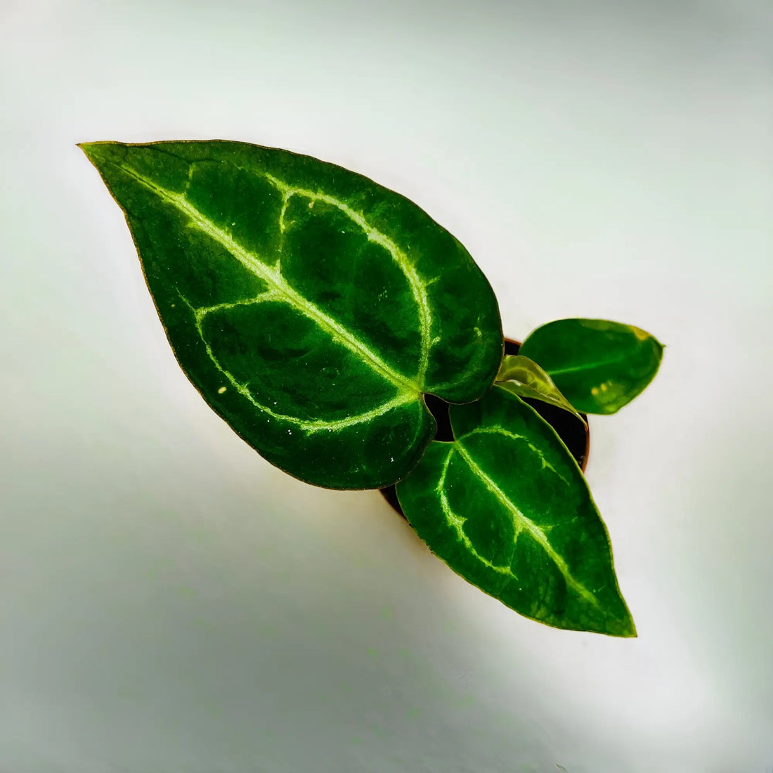 Anthurium Crystallinum Rare Exotic Indoor Plant
