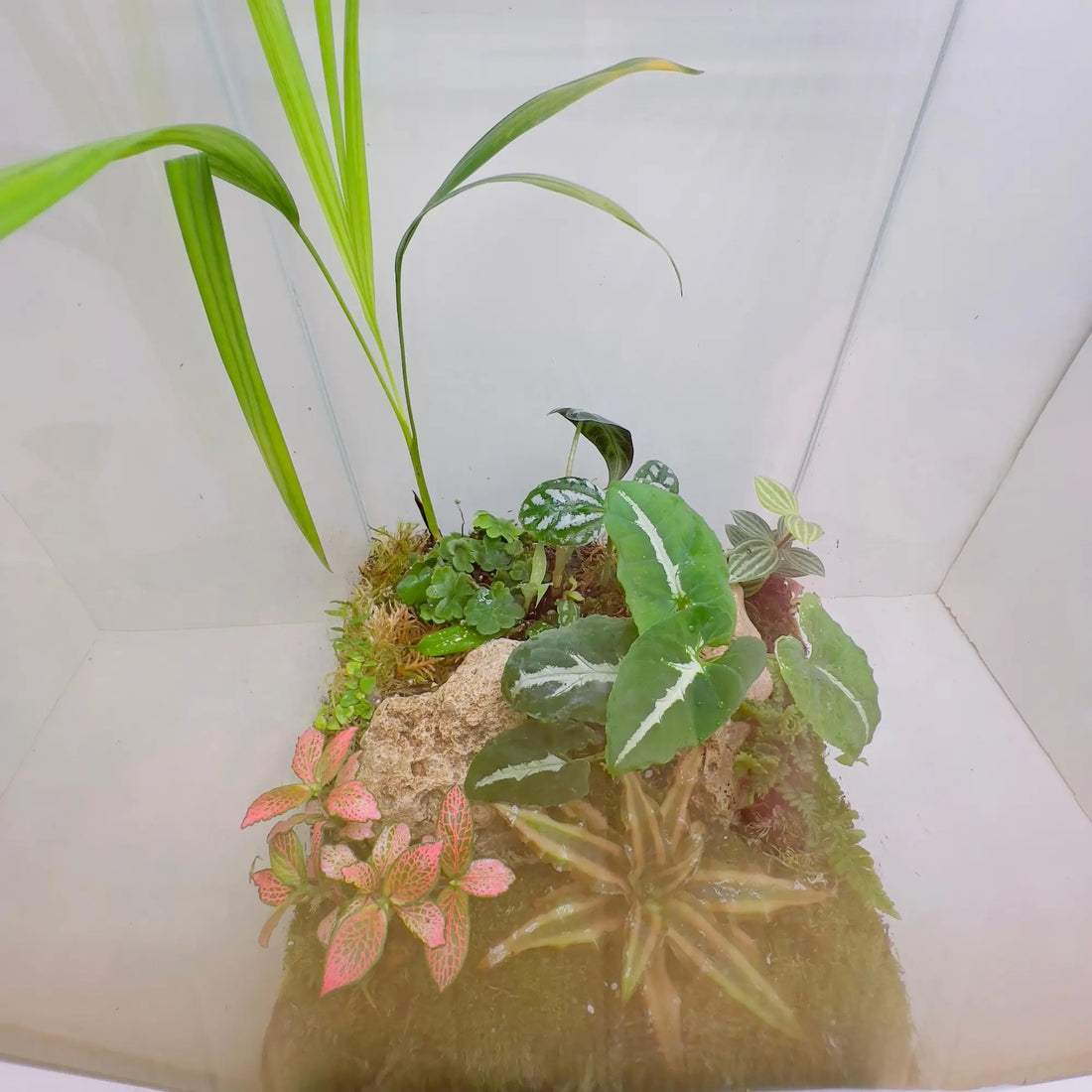 Areca Star Earth Fittonia Terrarium Shop in Dubai