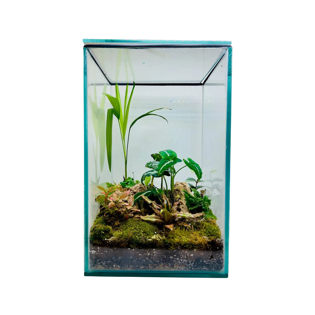 Areca Star Earth Fittonia Terrarium in UAE