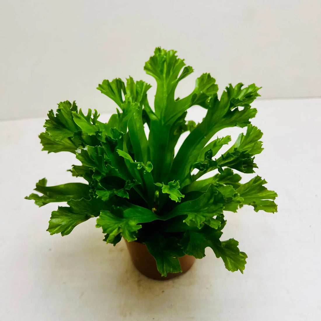 Asplenium Nidus | Bird’s Nest Fern Rare Exotic Indoor Plant