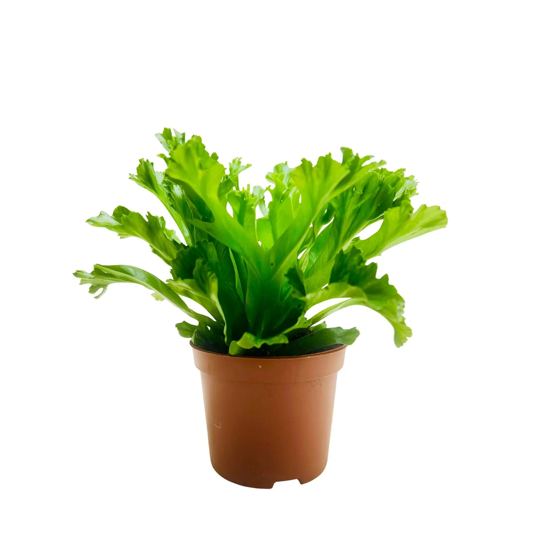 Asplenium Nidus | Bird’s Nest Fern Rare Exotic Indoor Plant