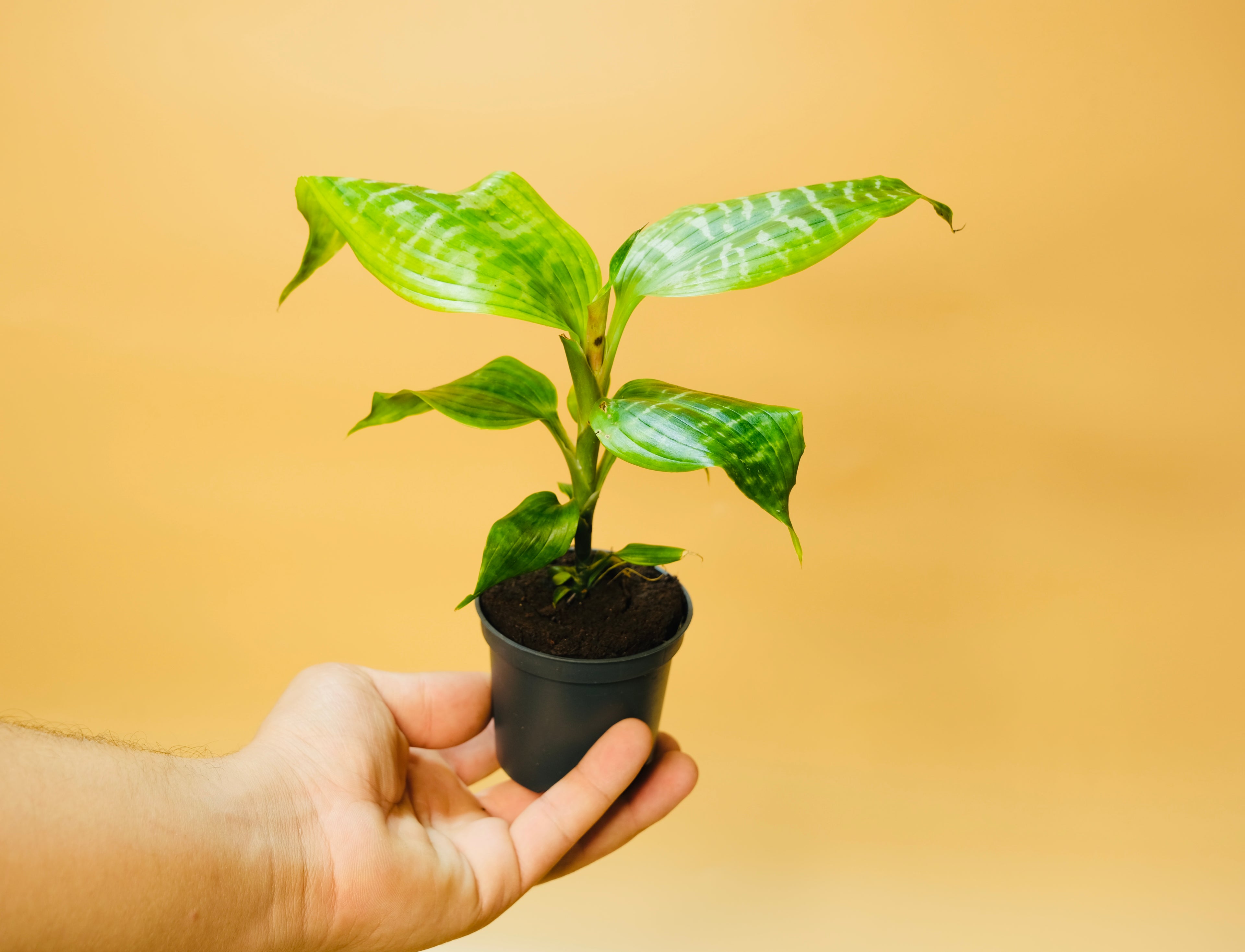 Calathea gemenga