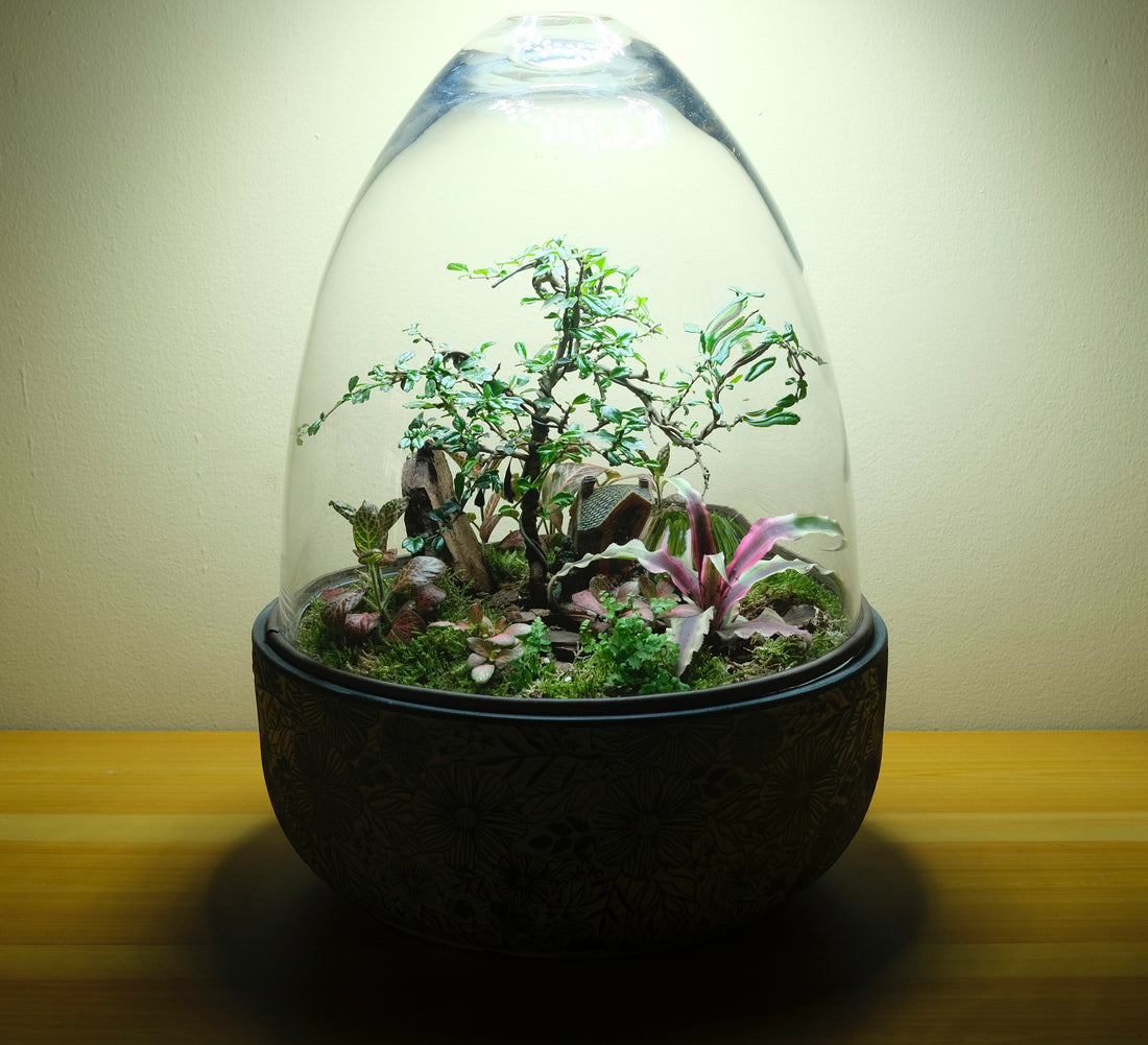 Royal Egg Terrarium