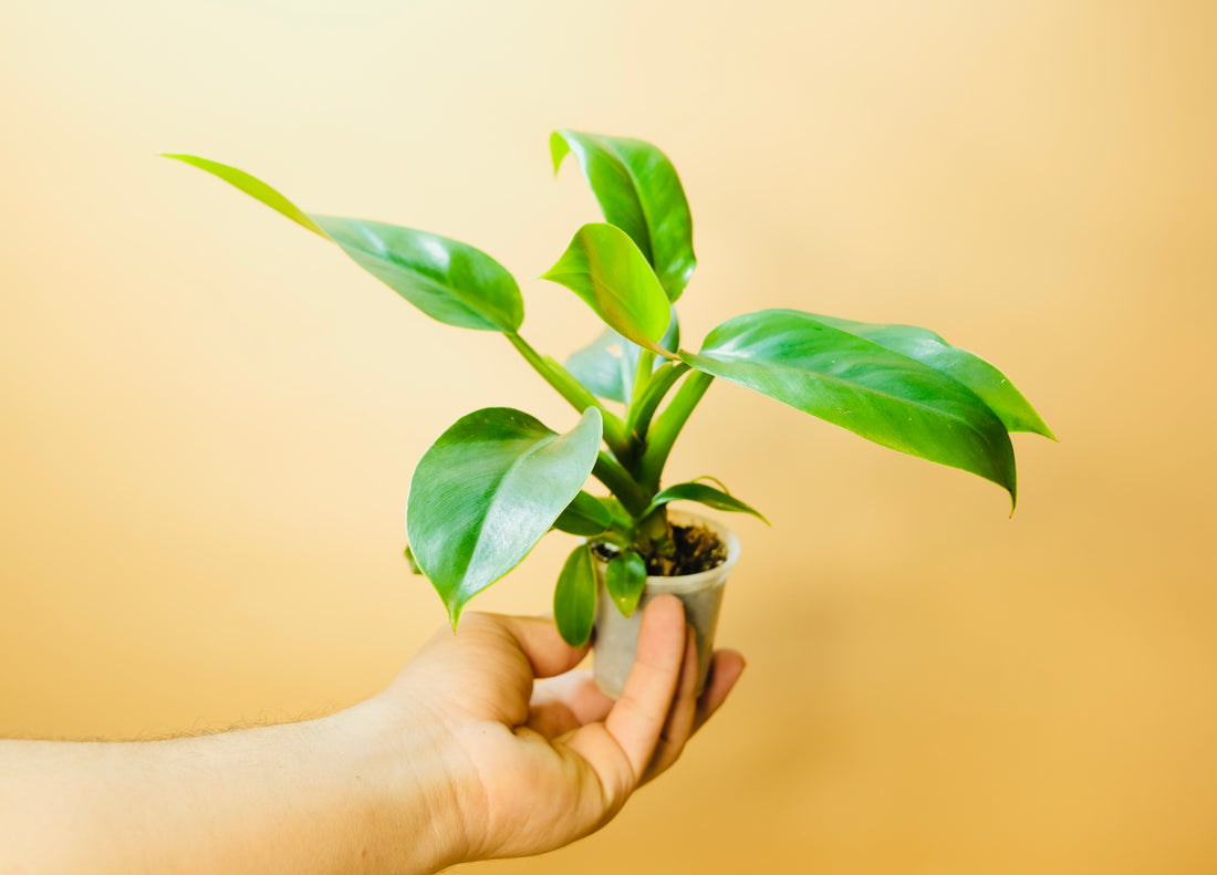 Philodendron Erubescens