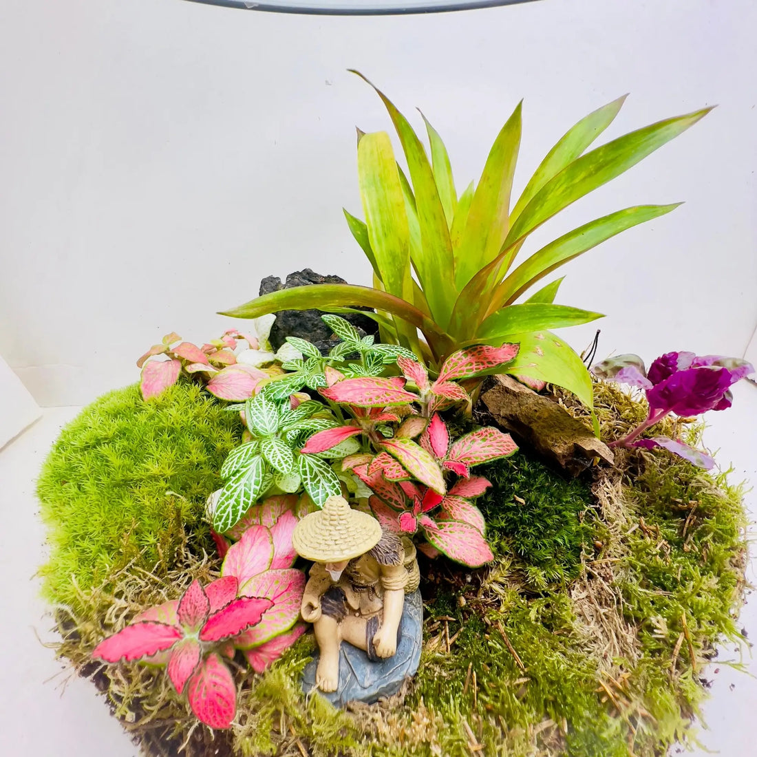 Begonia Black Terrarium for Anniversary Gifting