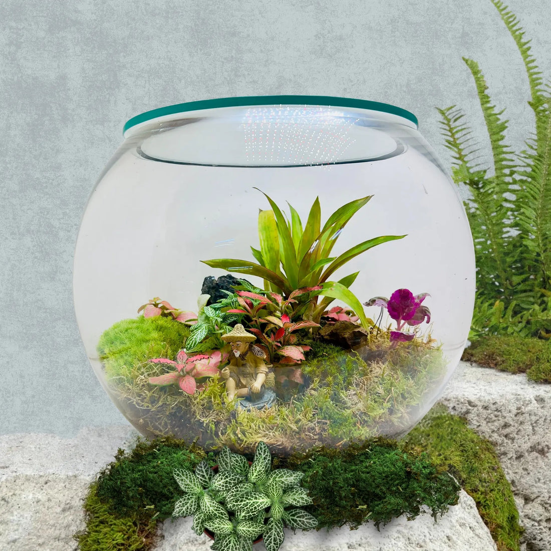 Begonia Black Terrarium in Dubai