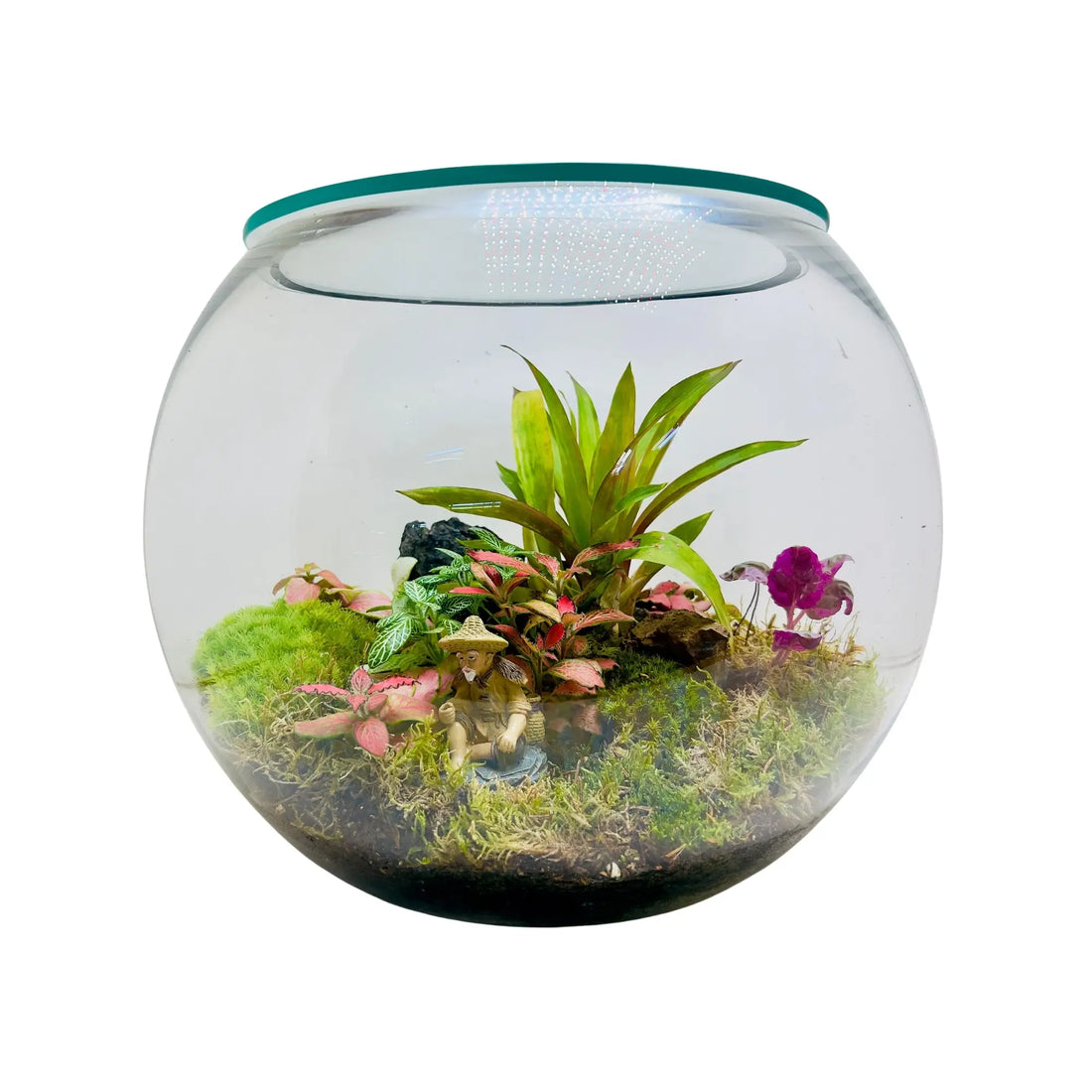 Begonia Black Terrarium in UAE