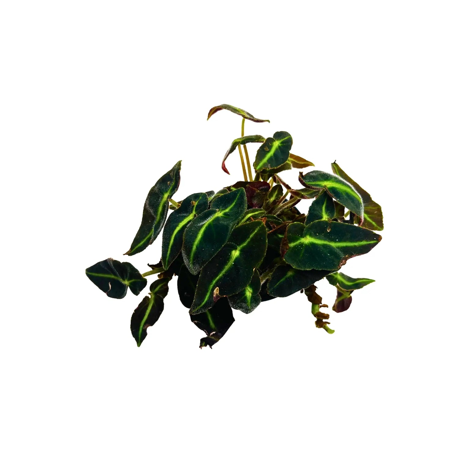 Begonia Listada Striped Begonia Rare Exotic Mini Indoor Plant