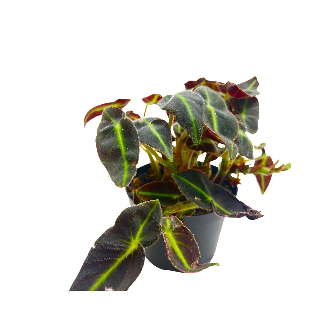Begonia Listada Striped Begonia Rare Exotic Mini Indoor Plant