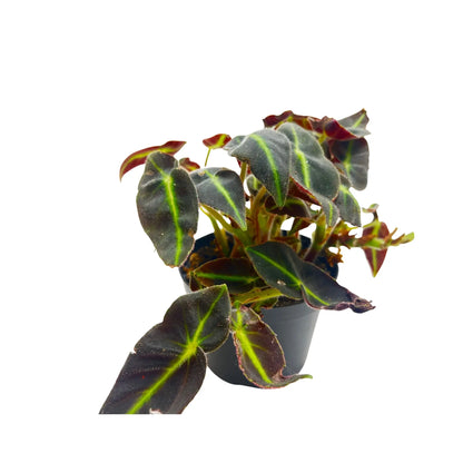 Begonia Listada Striped Begonia Rare Exotic Mini Indoor Plant