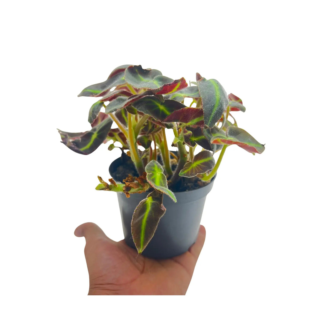 Begonia Listada Striped Begonia Rare Exotic Mini Indoor Plant