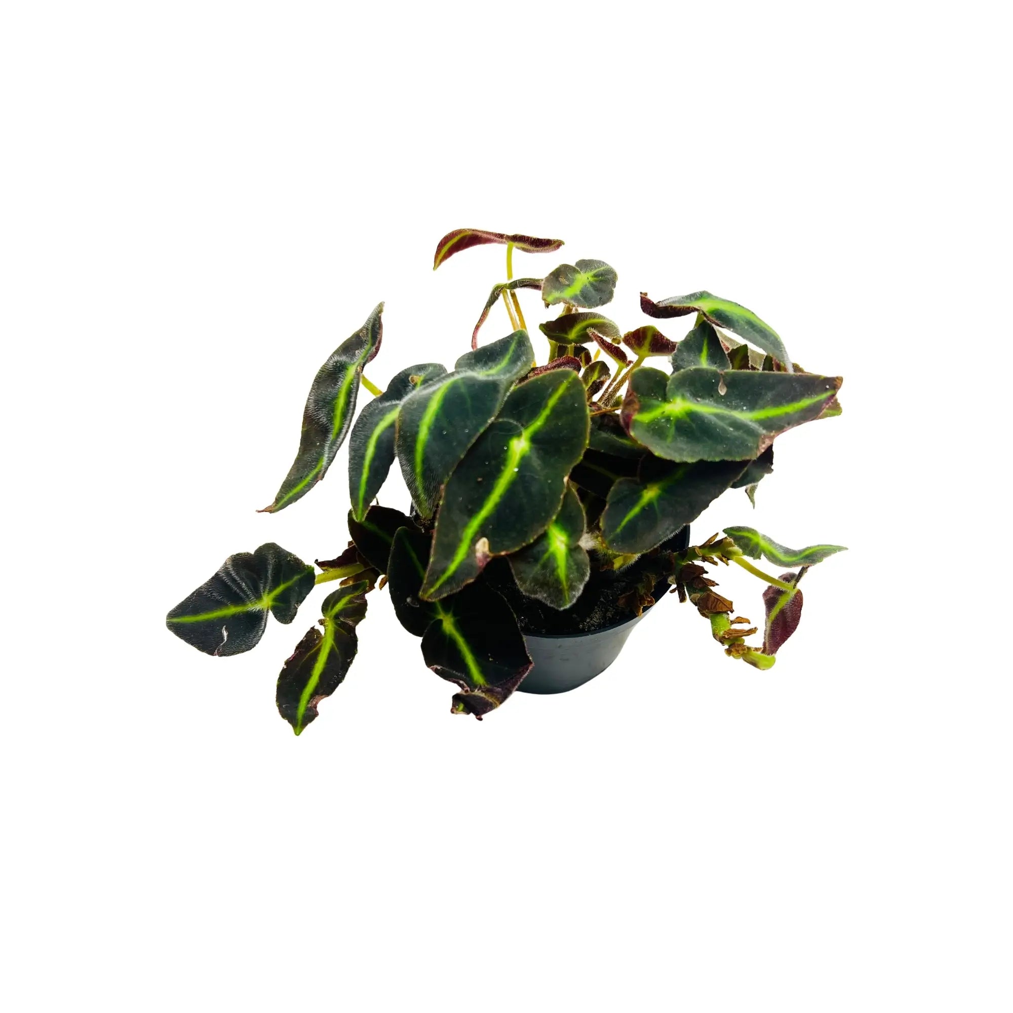 Begonia Listada Striped Begonia Rare Exotic Mini Indoor Plant