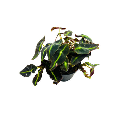 Begonia Listada Striped Begonia Rare Exotic Mini Indoor Plant
