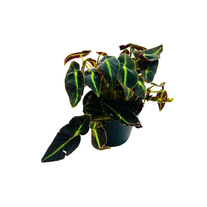 Begonia Listada Striped Begonia Rare Exotic Mini Indoor Plant