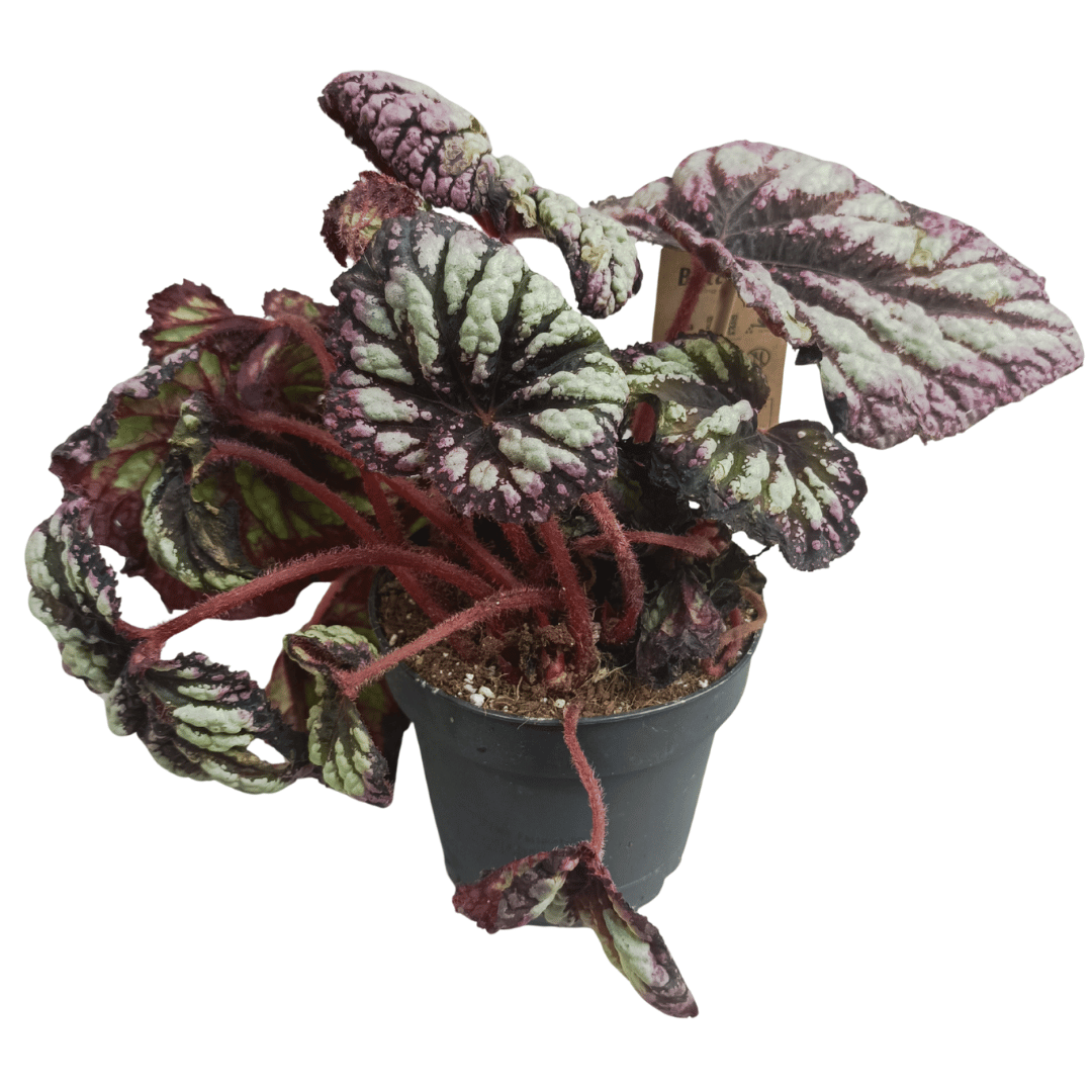 Begonia Rex – Rare Colorful Foliage Tropical Houseplant – 22 cm
