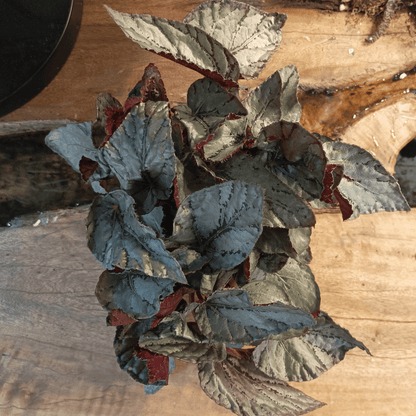 Begonia Rex (Begonia rex-cultorum) – Rare Tropical Indoor Houseplant – 22 cm