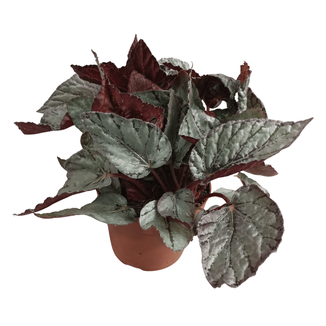 Begonia Rex (Begonia rex-cultorum) – Rare Tropical Indoor Houseplant – 22 cm
