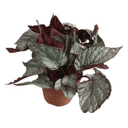 Begonia Rex (Begonia rex-cultorum) – Rare Tropical Indoor Houseplant – 22 cm