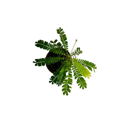 Biophytum Sensitivum Rare Exotic Mini Indoor Plant | Novelty &amp; Traditional Herb | Best Online Plant Shop Dubai
