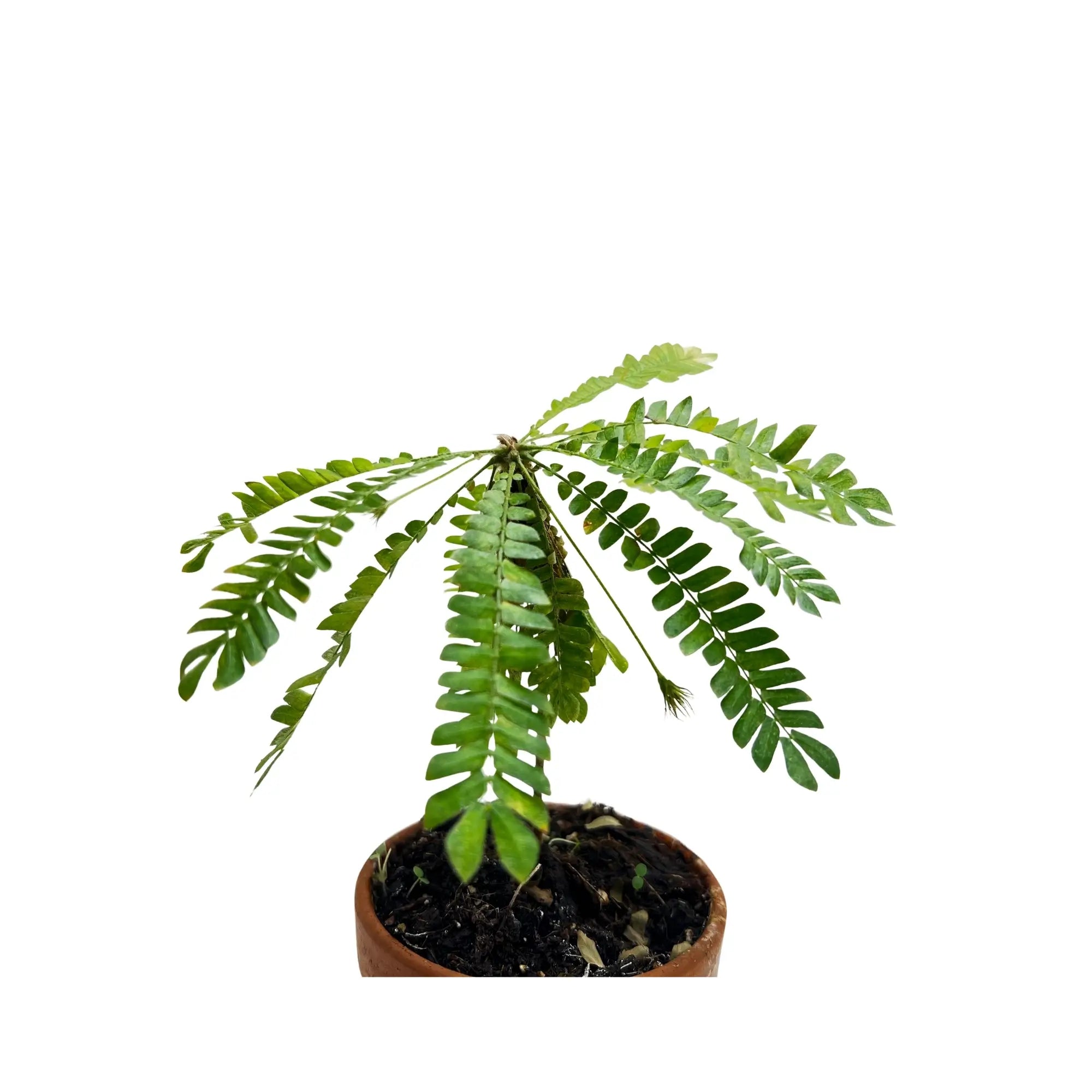 Biophytum Sensitivum Rare Exotic Mini Indoor Plant | Novelty &amp; Traditional Herb | Best Online Plant Shop Dubai