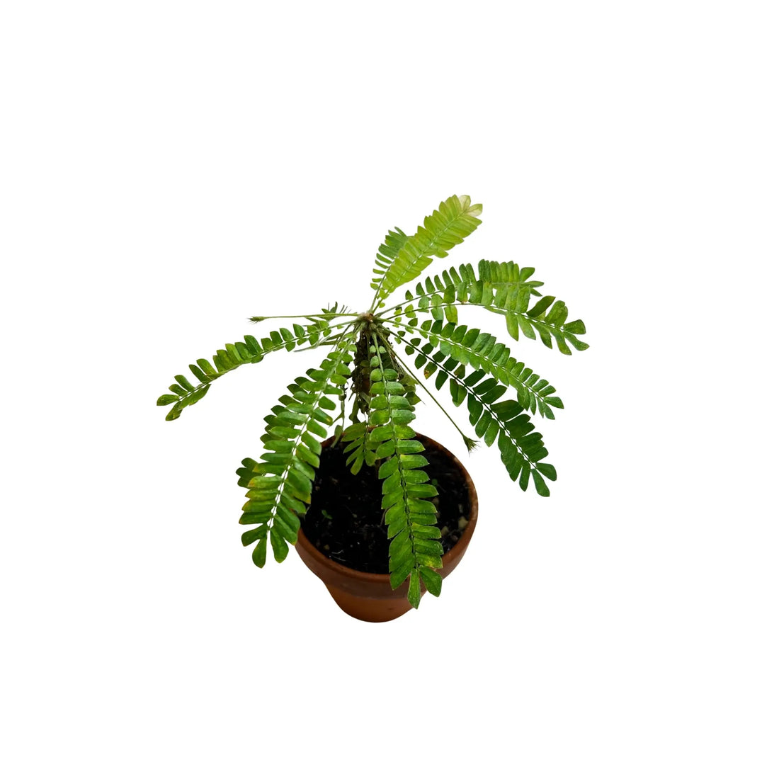 Biophytum Sensitivum Rare Exotic Mini Indoor Plant | Novelty &amp; Traditional Herb | Best Online Plant Shop Dubai