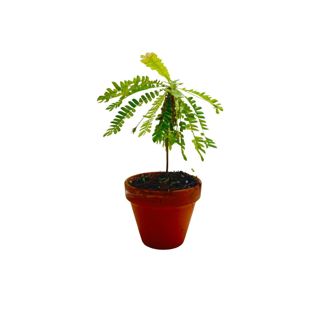 Biophytum Sensitivum Rare Exotic Mini Indoor Plant | Novelty &amp; Traditional Herb | Best Online Plant Shop Dubai