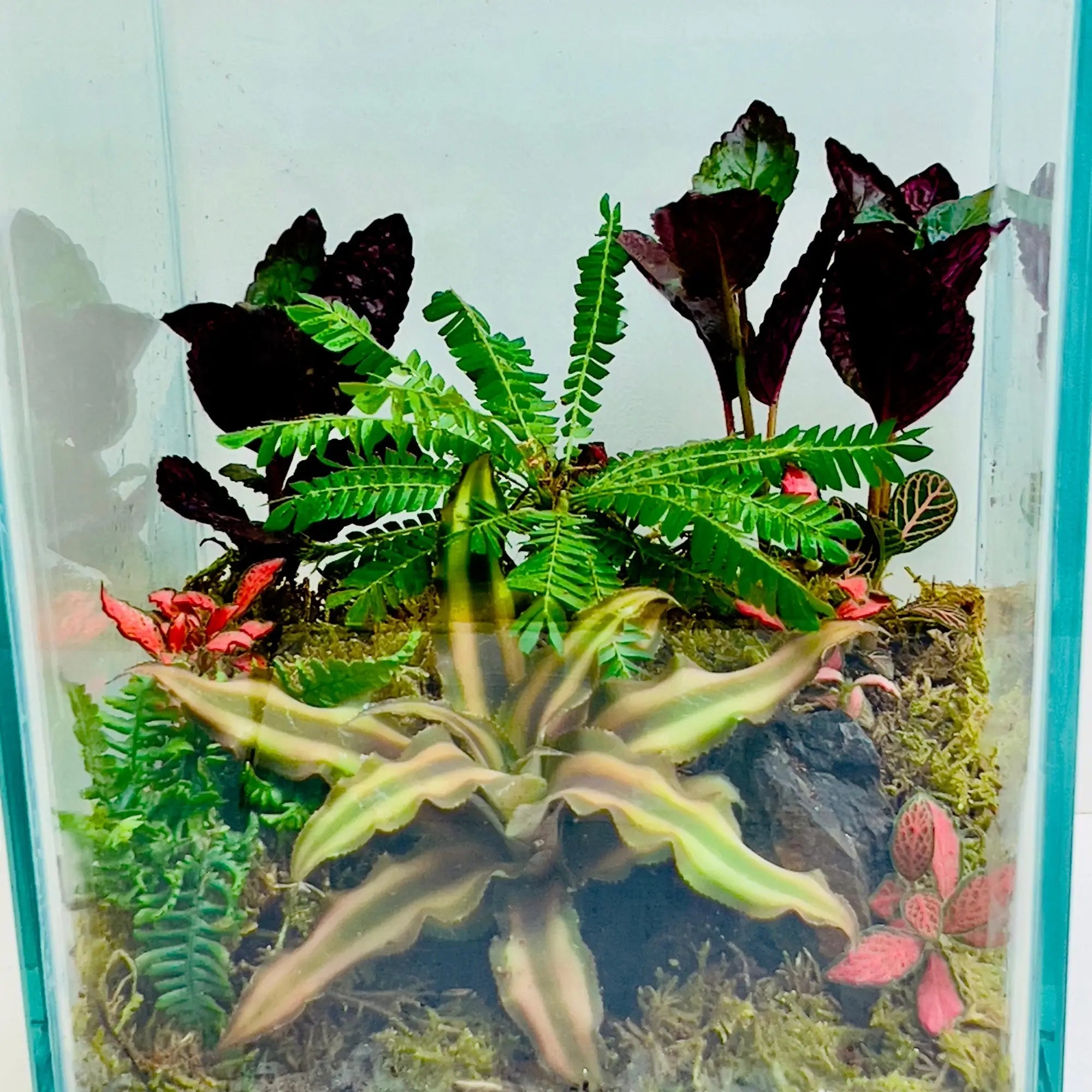 Biophytum Sensitivum Terrarium For Corporate Giftings in Dubai