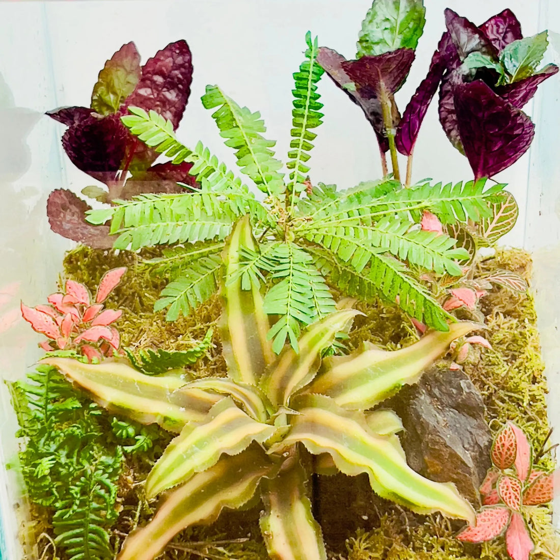 Biophytum Sensitivum Terrarium for Gifts in UAE
