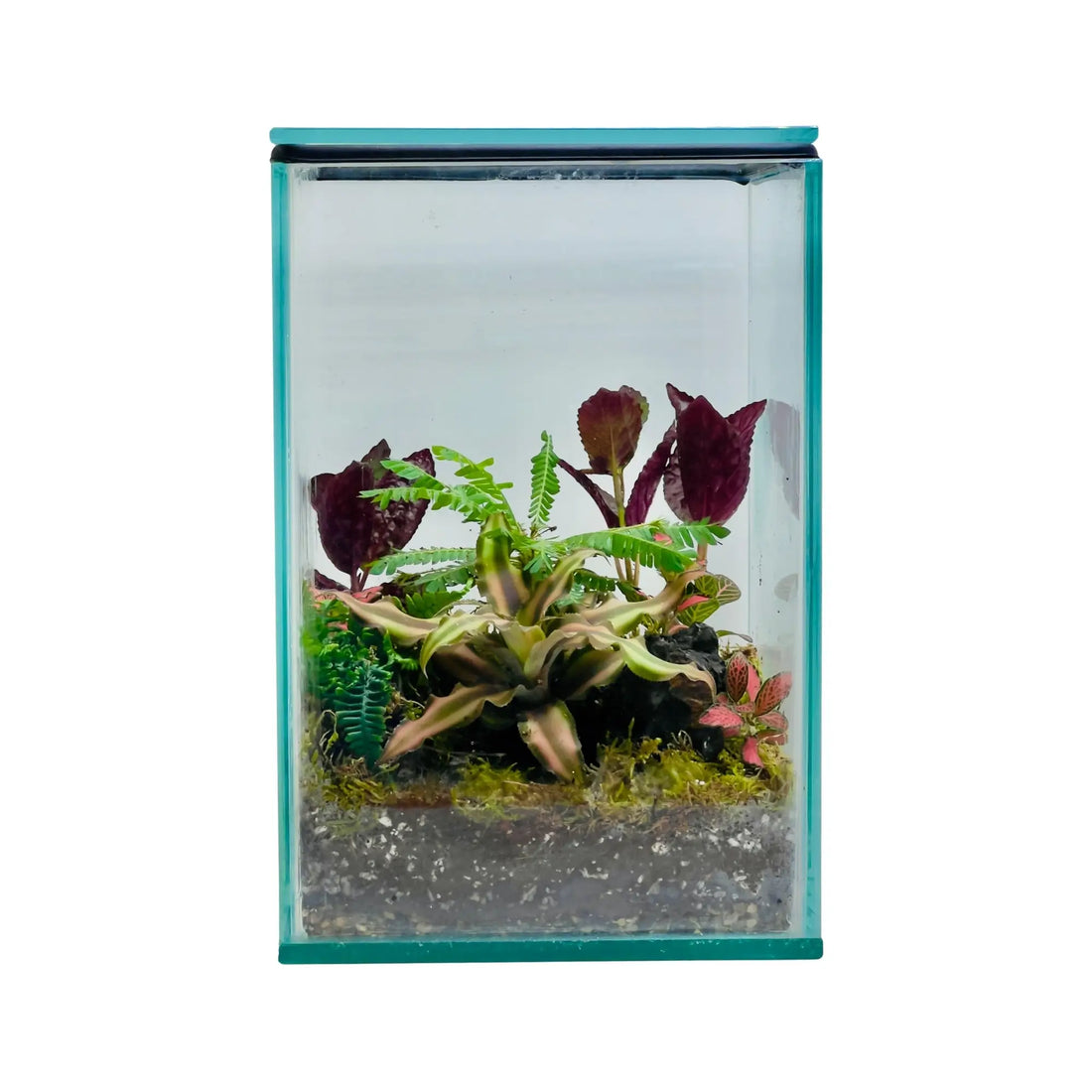 Biophytum Sensitivum Terrarium in Dubai