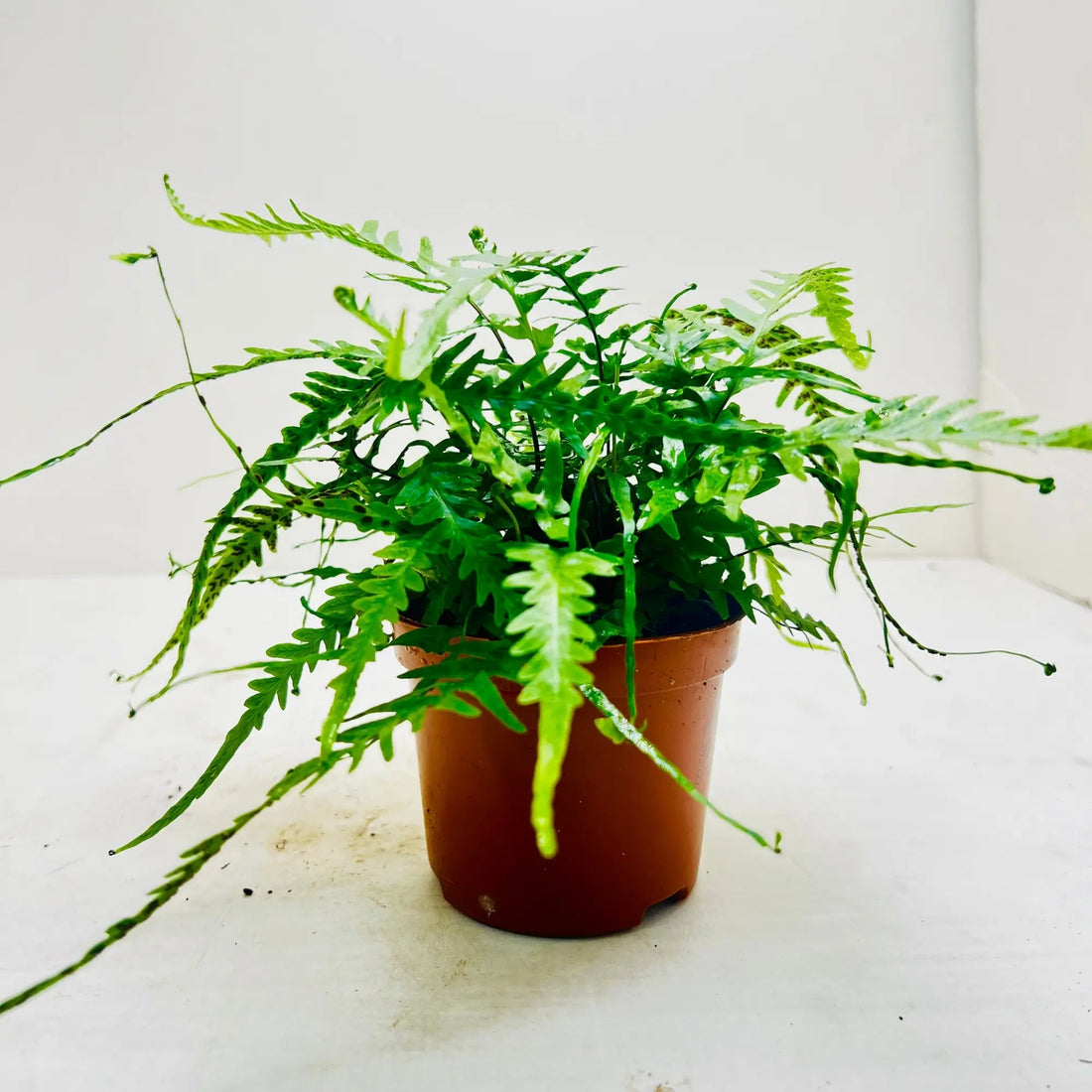 Blue Star Fern Rare Exotic Indoor Plant