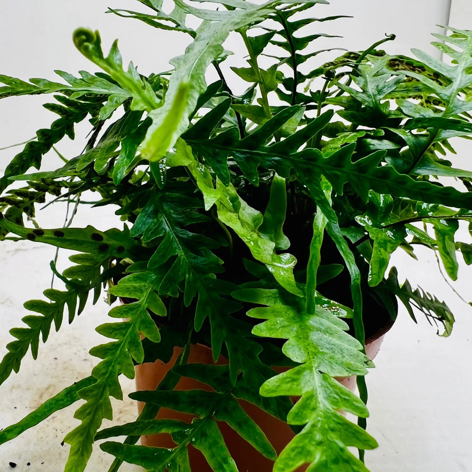 Blue Star Fern Rare Exotic Indoor Plant