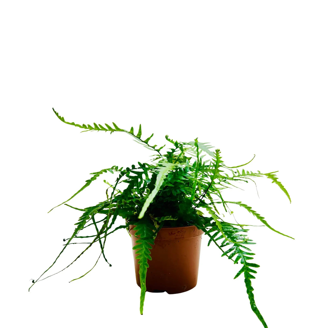 Blue Star Fern Rare Exotic Indoor Plant