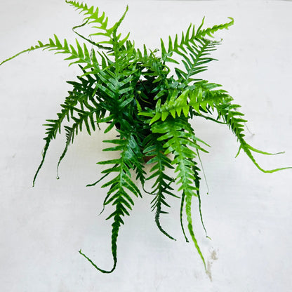 Blue Star Fern Rare Exotic Indoor Plant
