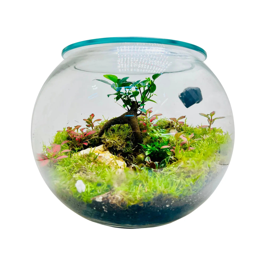 Bonsai with Bricks Moss Fittonia Peperomia Terrarium in Dubai