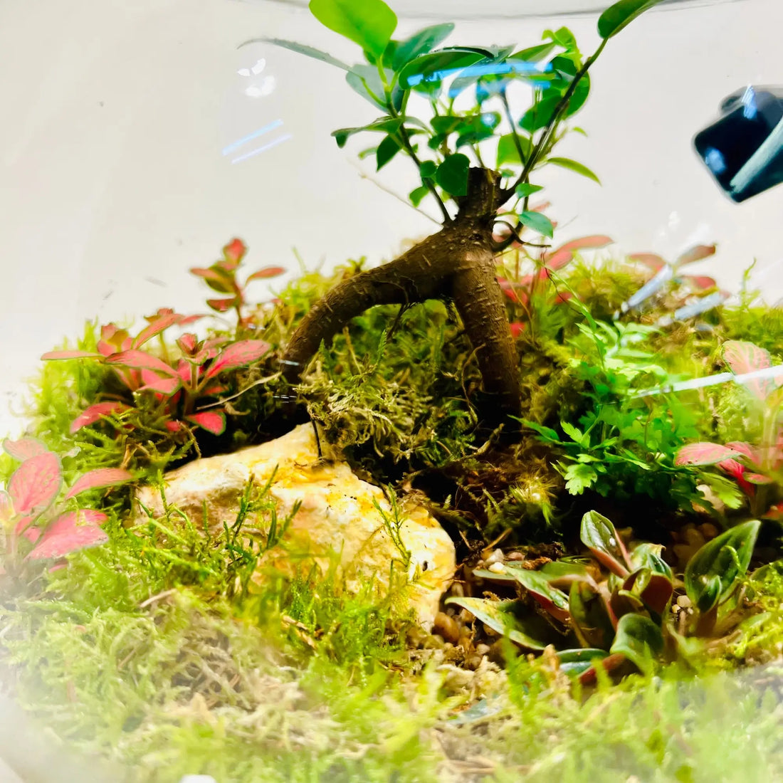 Bonsai with Bricks Moss Fittonia Peperomia Terrarium in UAE