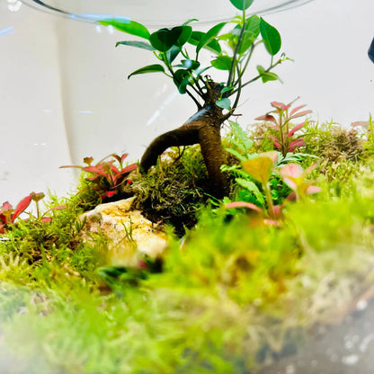 Mini Earth Terrarium Closed Terrarium Living Gift