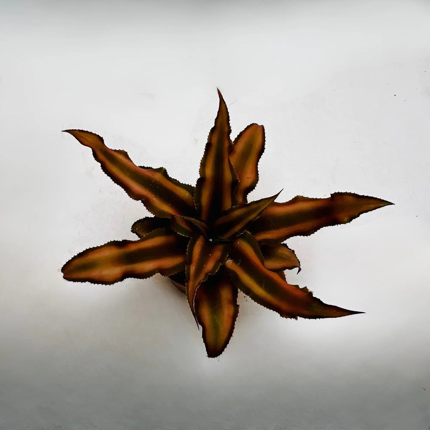Brown Jellyfish Best Selling Mini Exotic Rare Indoor Plant Dubai