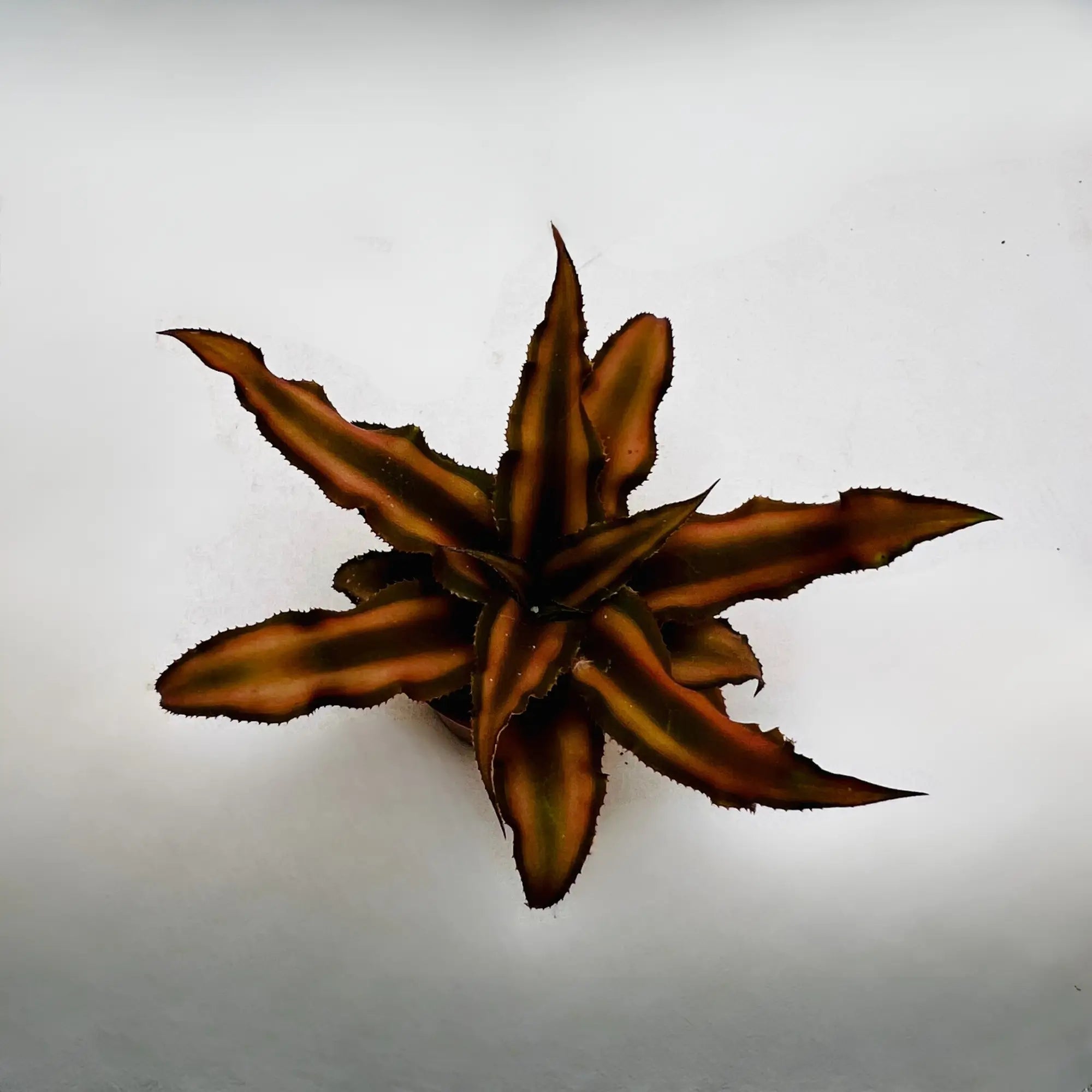 Brown Jellyfish Best Selling Mini Exotic Rare Indoor Plant Dubai