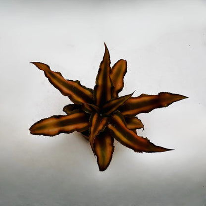 Brown Jellyfish Best Selling Mini Exotic Rare Indoor Plant Dubai