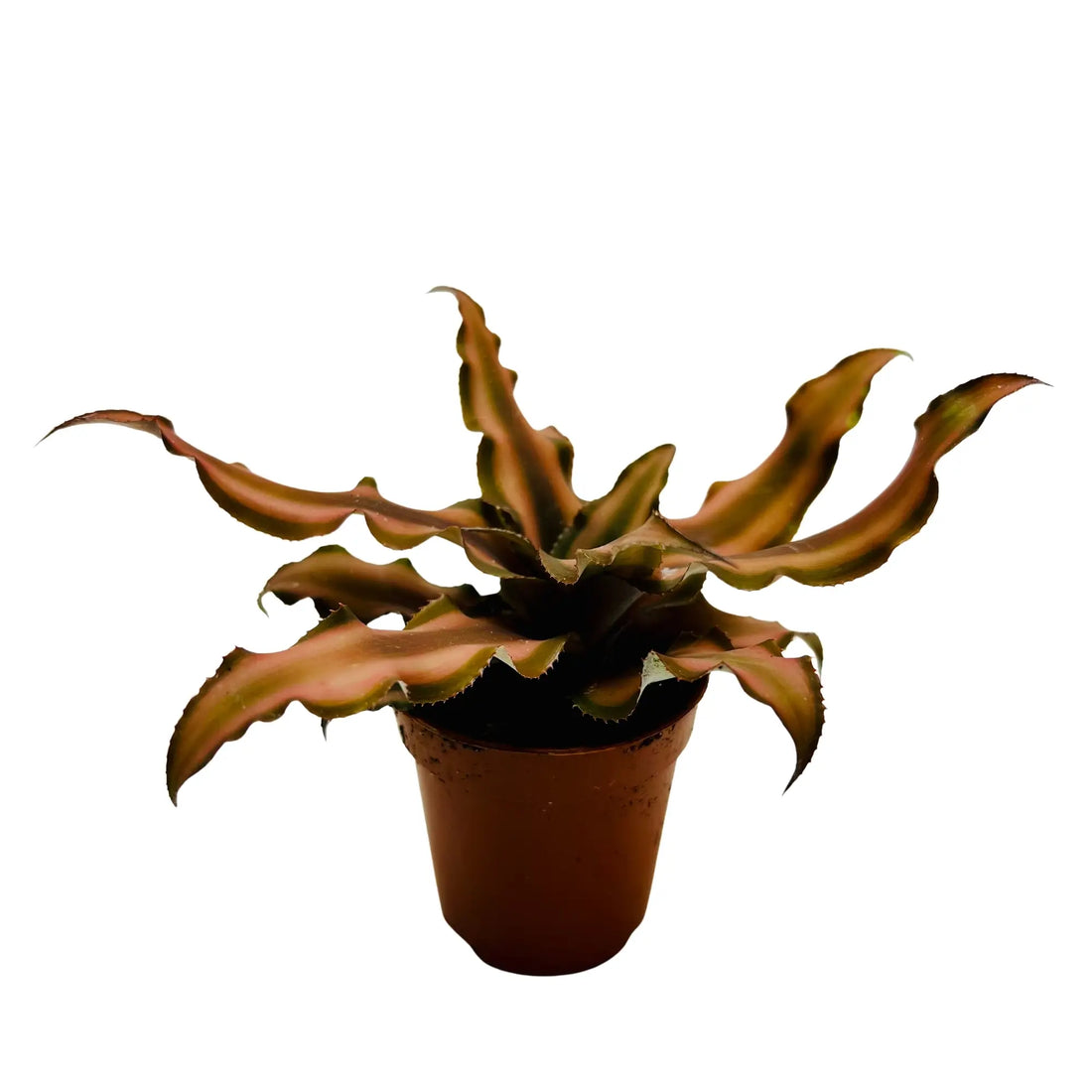 Brown Jellyfish Best Selling Mini Exotic Rare Indoor Plant Dubai