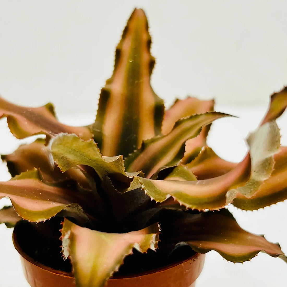Brown Jellyfish Best Selling Mini Exotic Rare Indoor Plant Dubai