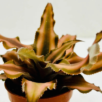 Brown Jellyfish Best Selling Mini Exotic Rare Indoor Plant Dubai