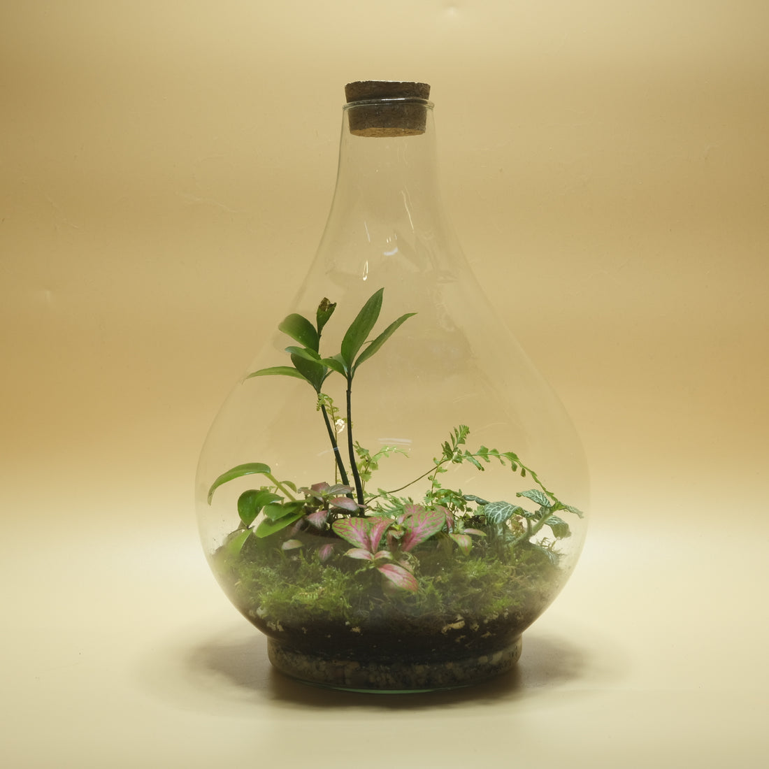 Poplar Land Drop Terrarium