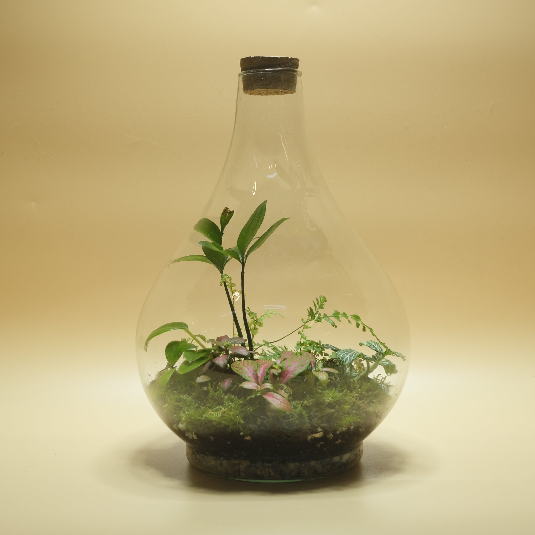 Poplar Land Drop Terrarium